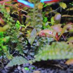植栽から29日目　クリプトコリネ　ブローサ